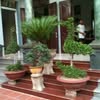 Phạm Cường